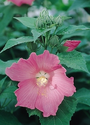 포토 JPG 식물 꽃 별 분홍색 컬러 한송이 자연 생물 가을꽃 근접촬영 사람없음 아웃포커스 꽃술_꽃 몽오리 부용 부용화 국내포토 자연요소 1 뷰포인트 촬영기법 생태계 송이 파일형식 가을_계절