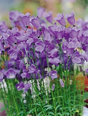 포토 JPG 식물 꽃 컬러 여러송이 여름꽃 자연 생물 사람없음 아웃포커스 보라색 여러해살이풀 도라지꽃 도라지 국내포토 다수 촬영기법 풀_식물 생태계 파일형식 여름_계절