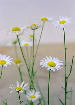 포토 JPG 식물 꽃 컬러 여러송이 자연 생물 가을꽃 사람없음 아웃포커스 흰색 여러해살이풀 구절초 국내포토 다수 촬영기법 풀_식물 생태계 파일형식 가을_계절