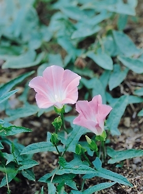 포토 JPG 식물 꽃 분홍색 컬러 잎 여름꽃 자연 생물 사람없음 아웃포커스 덩굴 두송이 메꽃 통화식물목 국내포토 2 촬영기법 생태계 파일형식 여름_계절
