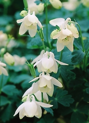 포토 JPG 나무 식물 꽃 컬러 여러송이 봄꽃 자연 생물 사람없음 아웃포커스 흰색 갈래꽃 매발톱꽃 국내포토 다수 촬영기법 봄 생태계 파일형식