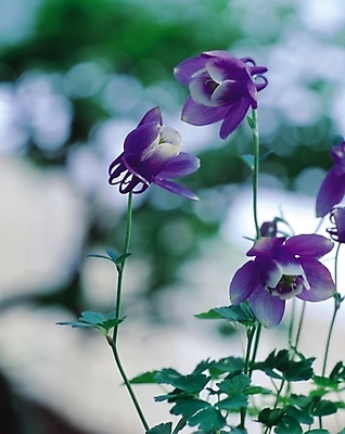 포토 JPG 식물 꽃 컬러 여러송이 봄꽃 자연 생물 사람없음 아웃포커스 보라색 들꽃 여러해살이풀 매발톱꽃 국내포토 다수 촬영기법 봄 풀_식물 생태계 파일형식