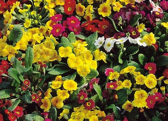 포토 JPG 식물 꽃 여러송이 봄꽃 자연 생물 사람없음 컬러풀 프리뮬러 국내포토 컬러 다수 봄 생태계 파일형식