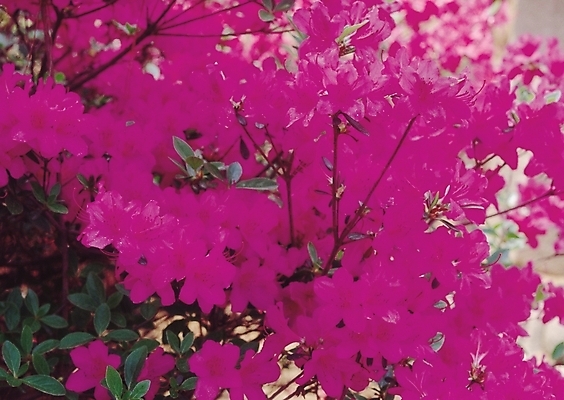 포토 JPG 식물 꽃 컬러 여러송이 봄꽃 자연 생물 꽃나무 사람없음 아웃포커스 자주색 진달래 철쭉 철쭉나무 국내포토 나무 다수 촬영기법 봄 생태계 파일형식