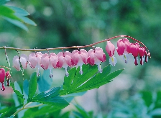 포토 JPG 식물 꽃 컬러 여러송이 잎 봄꽃 자연 생물 사람없음 아웃포커스 들꽃 자주색 금낭화 여러해살이풀 국내포토 다수 촬영기법 봄 풀_식물 생태계 파일형식