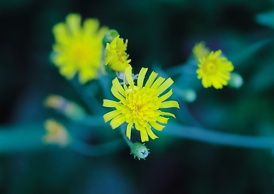 포토 JPG 식물 꽃 컬러 여러송이 자연 생물 근접촬영 사람없음 아웃포커스 노란색 여러해살이풀 씀바귀 국내포토 뷰포인트 다수 뿌리채소 촬영기법 풀_식물 생태계 파일형식