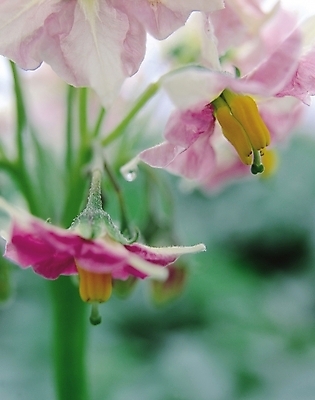 포토 JPG 식물 꽃 분홍색 컬러 여러송이 여름꽃 자연 생물 근접촬영 사람없음 아웃포커스 백합 여러해살이풀 국내포토 뷰포인트 다수 촬영기법 풀_식물 생태계 파일형식 여름_계절