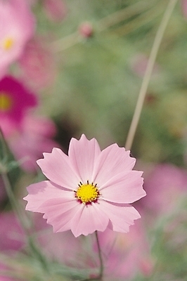 포토 JPG 식물 꽃 분홍색 컬러 한송이 자연 생물 가을꽃 근접촬영 사람없음 아웃포커스 들꽃 가을 코스모스 국내포토 1 계절 뷰포인트 촬영기법 생태계 송이 파일형식 가을_계절