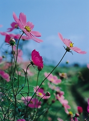 포토 JPG 주간 식물 꽃 분홍색 컬러 여러송이 자연 생물 가을꽃 사람없음 야외 아웃포커스 들꽃 가을 자주색 코스모스 국내포토 자연요소 계절 다수 촬영기법 생태계 파일형식 가을_계절