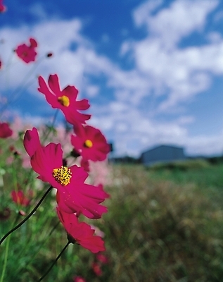 포토 JPG 주간 식물 구름 꽃 컬러 여러송이 자연 하늘 생물 가을꽃 사람없음 야외 아웃포커스 들꽃 가을 자주색 코스모스 국내포토 자연요소 계절 다수 촬영기법 생태계 파일형식 가을_계절