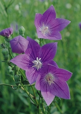 포토 JPG 식물 꽃 컬러 여러송이 여름꽃 자연 생물 근접촬영 사람없음 아웃포커스 보라색 꽃술_꽃 초롱꽃 여러해살이풀 도라지꽃 도라지 몽오리 국내포토 뷰포인트 다수 촬영기법 풀_식물 생태계 파일형식 여름_계절