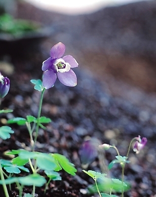 포토 JPG 식물 꽃 컬러 봄꽃 자연 생물 사람없음 아웃포커스 보라색 들꽃 여러해살이풀 매발톱꽃 국내포토 촬영기법 봄 풀_식물 생태계 파일형식
