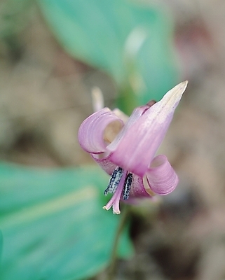 포토 JPG 식물 꽃 컬러 한송이 여름꽃 자연 생물 근접촬영 사람없음 아웃포커스 보라색 꽃술_꽃 여러해살이풀 얼레지 국내포토 1 뷰포인트 촬영기법 풀_식물 생태계 송이 파일형식 여름_계절