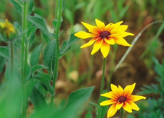 포토 JPG 식물 꽃 컬러 여름꽃 자연 생물 사람없음 아웃포커스 노란색 두송이 루드베키아 국내포토 2 촬영기법 생태계 파일형식 여름_계절