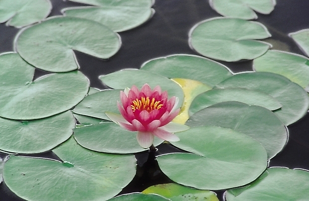 포토 JPG 식물 꽃 분홍색 잎 한송이 여름꽃 자연 생물 연꽃 사람없음 아웃포커스 연못 연잎 국내포토 1 컬러 촬영기법 생태계 송이 파일형식 여름_계절