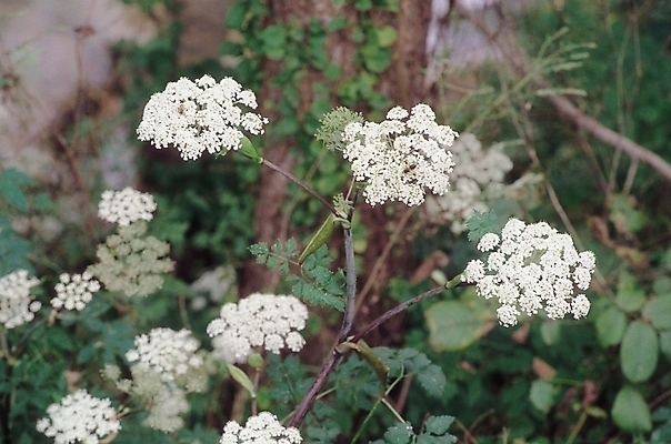 포토 JPG 식물 꽃 컬러 여러송이 자연 생물 가을꽃 사람없음 아웃포커스 흰색 여러해살이풀 톱풀 톱풀꽃 국내포토 다수 촬영기법 풀_식물 생태계 파일형식 가을_계절