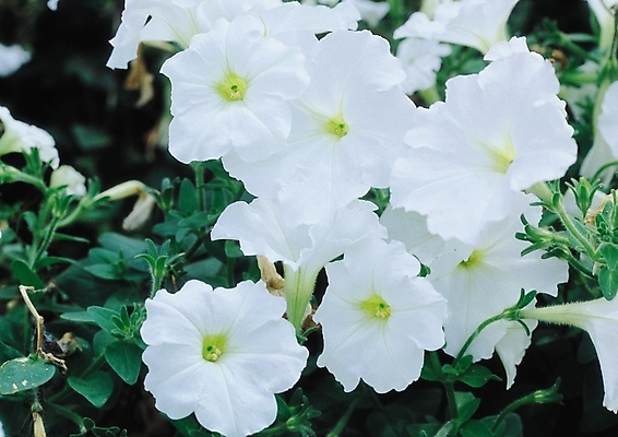 포토 JPG 식물 꽃 별 컬러 여러송이 자연 생물 가을꽃 사람없음 아웃포커스 흰색 부용 부용화 국내포토 자연요소 다수 촬영기법 생태계 파일형식 가을_계절