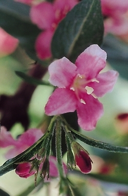 포토 JPG 나무 식물 꽃 분홍색 컬러 여러송이 잎 자연 생물 근접촬영 사람없음 아웃포커스 진달래 몽오리 국내포토 뷰포인트 다수 촬영기법 생태계 파일형식