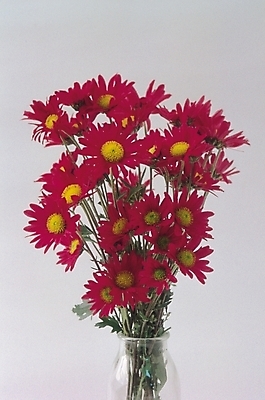 포토 JPG 식물 꽃 컬러 여러송이 자연 생물 국화 가을꽃 사람없음 꽃병 자주색 소국 한다발 국내포토 다수 생태계 파일형식 가을_계절