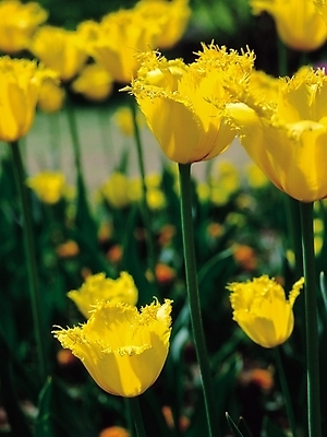 포토 JPG 식물 꽃 컬러 여러송이 봄꽃 자연 생물 사람없음 아웃포커스 노란색 튤립 린반돈마크 알뿌리 국내포토 다수 촬영기법 봄 생태계 파일형식