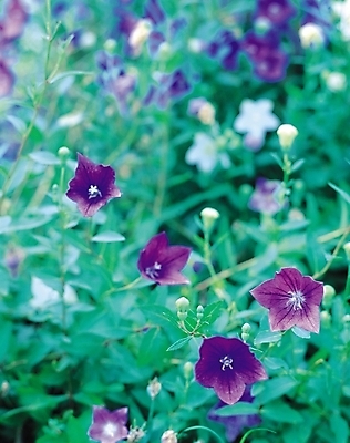 포토 JPG 식물 꽃 컬러 여러송이 여름꽃 자연 생물 사람없음 아웃포커스 보라색 여러해살이풀 도라지꽃 도라지 국내포토 다수 촬영기법 풀_식물 생태계 파일형식 여름_계절