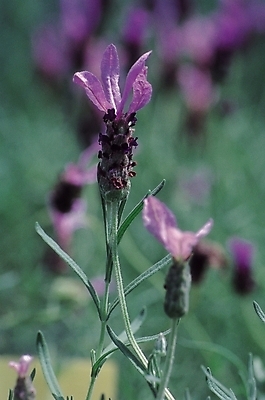 포토 JPG 식물 꽃 컬러 여러송이 자연 생물 풍경 사람없음 아웃포커스 보라색 아이리스 붓꽃 여러해살이풀 국내포토 다수 촬영기법 풀_식물 생태계 파일형식