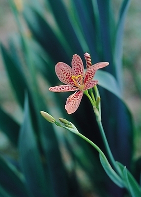 포토 JPG 식물 꽃 분홍색 컬러 한송이 자연 생물 사람없음 아웃포커스 꽃술_꽃 범부채 국내포토 1 촬영기법 생태계 송이 파일형식