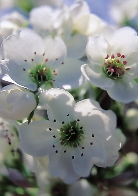 포토 JPG 나무 식물 꽃 컬러 여러송이 봄꽃 자연 생물 꽃나무 근접촬영 사람없음 아웃포커스 벚꽃 흰색 꽃술_꽃 국내포토 뷰포인트 다수 촬영기법 봄 생태계 파일형식