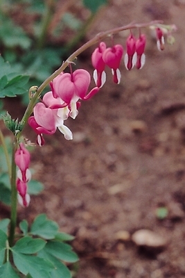 포토 JPG 식물 꽃 컬러 여러송이 봄꽃 자연 생물 사람없음 아웃포커스 들꽃 자주색 금낭화 여러해살이풀 국내포토 다수 촬영기법 봄 풀_식물 생태계 파일형식