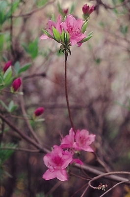 포토 JPG 나무 식물 꽃 분홍색 컬러 여러송이 봄꽃 자연 생물 꽃나무 사람없음 아웃포커스 진달래 철쭉 몽오리 국내포토 다수 촬영기법 봄 생태계 파일형식