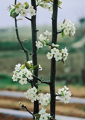 포토 JPG 나무 식물 꽃 컬러 여러송이 봄꽃 자연 생물 꽃나무 사람없음 아웃포커스 벚꽃 흰색 벚나무 국내포토 다수 촬영기법 봄 생태계 파일형식