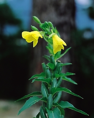 포토 JPG 식물 꽃 컬러 잎 여름꽃 자연 생물 사람없음 아웃포커스 노란색 두송이 달맞이꽃 국내포토 2 촬영기법 생태계 파일형식 여름_계절