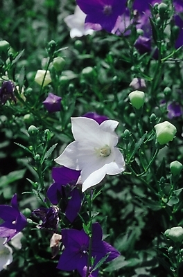 포토 JPG 식물 꽃 컬러 여러송이 여름꽃 자연 생물 사람없음 아웃포커스 보라색 흰색 여러해살이풀 도라지꽃 도라지 몽오리 국내포토 다수 촬영기법 풀_식물 생태계 파일형식 여름_계절