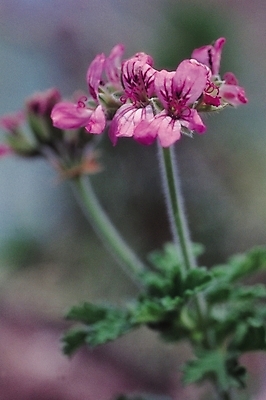 포토 JPG 나무 식물 꽃 분홍색 컬러 여러송이 봄꽃 자연 생물 사람없음 아웃포커스 진달래 국내포토 다수 촬영기법 봄 생태계 파일형식