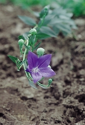 포토 JPG 식물 꽃 컬러 한송이 여름꽃 자연 생물 근접촬영 사람없음 아웃포커스 보라색 여러해살이풀 도라지꽃 도라지 국내포토 1 뷰포인트 촬영기법 풀_식물 생태계 송이 파일형식 여름_계절