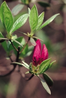 포토 JPG 식물 꽃 봄꽃 자연 생물 꽃나무 근접촬영 사람없음 아웃포커스 진달래 철쭉 몽오리 철쭉나무 국내포토 나무 뷰포인트 촬영기법 봄 생태계 파일형식