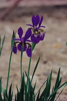 포토 JPG 식물 꽃 컬러 자연 생물 사람없음 아웃포커스 보라색 두송이 아이리스 붓꽃 여러해살이풀 국내포토 2 촬영기법 풀_식물 생태계 파일형식