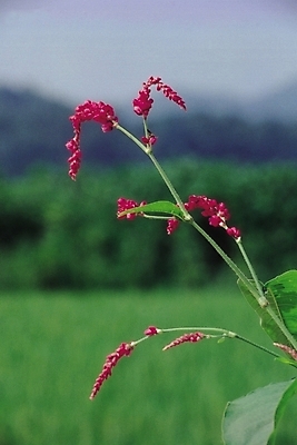 포토 JPG 식물 꽃 분홍색 한송이 자연 생물 초원 사람없음 아웃포커스 들꽃 국내포토 1 컬러 촬영기법 생태계 송이 파일형식