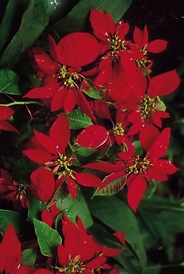 포토 JPG 나무 식물 꽃 컬러 여러송이 잎 자연 생물 꽃나무 사람없음 아웃포커스 빨간색 화목 포인세티아 국내포토 다수 컨셉 촬영기법 생태계 파일형식