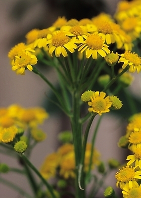 포토 JPG 식물 꽃 컬러 여러송이 자연 생물 가을꽃 근접촬영 사람없음 아웃포커스 노란색 여러해살이풀 민솜방망이꽃 국내포토 뷰포인트 다수 촬영기법 풀_식물 생태계 파일형식 가을_계절