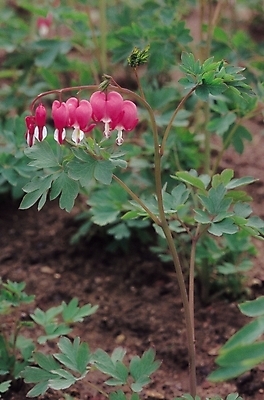 포토 JPG 식물 꽃 컬러 여러송이 봄꽃 자연 생물 사람없음 아웃포커스 들꽃 자주색 금낭화 여러해살이풀 국내포토 다수 촬영기법 봄 풀_식물 생태계 파일형식