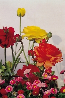 포토 JPG 식물 꽃 여러송이 자연 생물 사람없음 아웃포커스 컬러풀 장미 데이지 국내포토 컬러 다수 촬영기법 생태계 파일형식