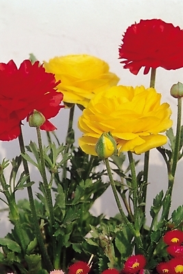 포토 JPG 식물 꽃 컬러 여러송이 자연 생물 근접촬영 사람없음 아웃포커스 빨간색 장미 노란색 몽오리 국내포토 뷰포인트 다수 촬영기법 생태계 파일형식