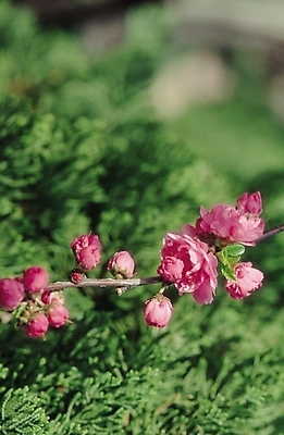 포토 JPG 주간 나무 식물 꽃 분홍색 컬러 자연 생물 꽃나무 사람없음 야외 아웃포커스 화목 나뭇가지 금잔화 국내포토 자연요소 컨셉 촬영기법 생태계 파일형식