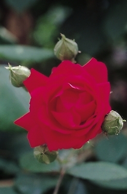 포토 JPG 식물 꽃 컬러 한송이 여름꽃 자연 생물 근접촬영 사람없음 아웃포커스 빨간색 장미 가시 몽오리 국내포토 1 뷰포인트 촬영기법 생태계 송이 파일형식 여름_계절