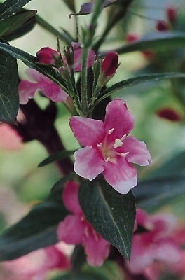 포토 JPG 나무 식물 꽃 분홍색 컬러 여러송이 잎 봄꽃 자연 생물 근접촬영 사람없음 아웃포커스 꽃술_꽃 진달래 국내포토 뷰포인트 다수 촬영기법 봄 생태계 파일형식