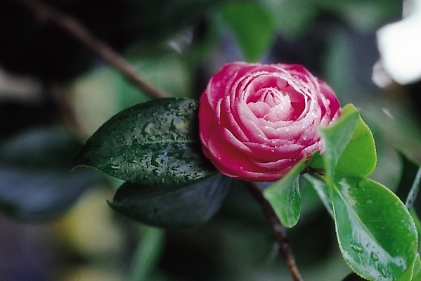 포토 JPG 식물 꽃 분홍색 컬러 잎 한송이 여름꽃 자연 생물 꽃나무 근접촬영 사람없음 아웃포커스 장미 물방울 나뭇가지 가시 이슬 국내포토 나무 1 뷰포인트 촬영기법 생태계 송이 파일형식 여름_계절