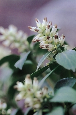 포토 JPG 식물 꽃 컬러 여러송이 잎 자연 생물 근접촬영 사람없음 아웃포커스 들꽃 흰색 두메층층이 국내포토 뷰포인트 다수 촬영기법 생태계 파일형식