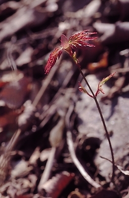 포토 JPG 주간 식물 꽃 화초 한송이 자연 생물 산 초원 사람없음 야외 아웃포커스 들꽃 국내포토 자연요소 1 촬영기법 생태계 송이 파일형식