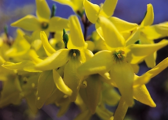 포토 JPG 식물 꽃 컬러 여러송이 봄꽃 자연 생물 꽃나무 근접촬영 사람없음 아웃포커스 노란색 봄 개나리 영춘화 국내포토 나무 계절 뷰포인트 다수 촬영기법 생태계 파일형식